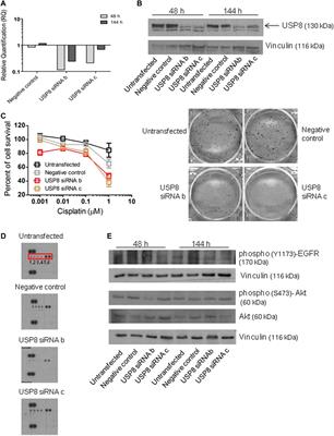 The deubiquitinase USP8 regulates ovarian cancer cell response to cisplatin by suppressing apoptosis